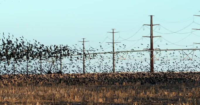 starlings and red winged blackbirds fly in murmuration in front of electric power lines in a corn stubble field at sunset