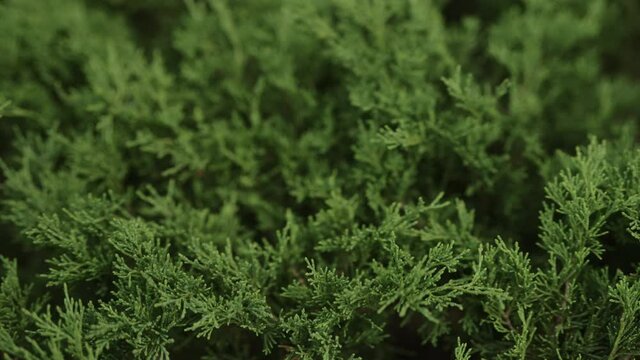 Slow motion green thuja closeup