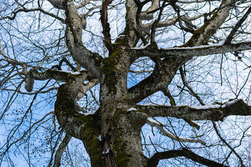 Fototapeta na wymiar Baum im Winter, Regensberg, Dielsdorf, Kanton Zürich, Schweiz