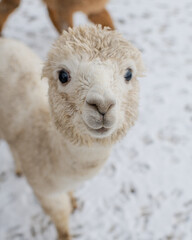 alpaca in snow