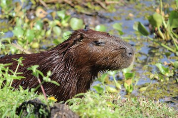Capybara