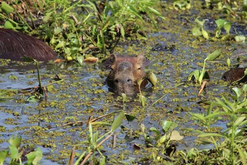 Capybara