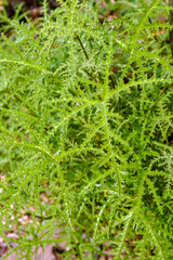 The foliage (leaves) of pine geranium (Pelargonium denticulatum 'Filicifolium'), also known as...