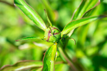 Green flower bud with leaves in spring.