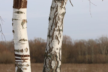 Birch tree in the winter park 