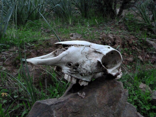 Teschio di cinghiale