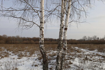Fototapeta premium Birch in the Winter Sunny Forest