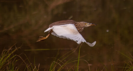 common buzzard in flight