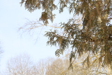 Winter forest atmosphere 