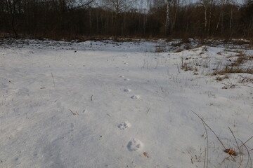 Footprints of wild animals in the snow