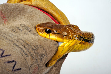 Schlange beißt in Lederhandschuh // Snake bites leather glove - Yellow-bellied puffing snake //...