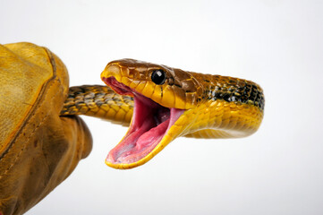 Yellow-bellied puffing snake // Gelbkehl-Zischnatter, Gelbhals-Baumschlange (Pseustes sulphureus)