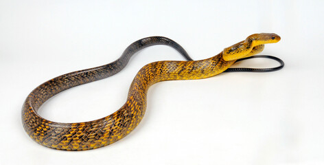 Gelbkehl-Zischnatter // Yellow-bellied puffing snake (Pseustes sulphureus)