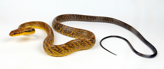 Yellow-bellied puffing snake // Gelbkehl-Zischnatter, Gelbhals-Baumschlange (Pseustes sulphureus)