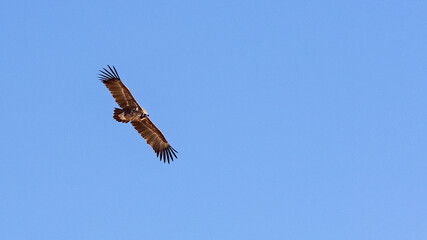 Eagle over Sulak Canyon Dagestan