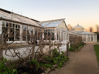 Fototapeta na wymiar Facade of Grade1 listed greenhouse housing historic camelia plants at Chiswick House and Gardens in West London. Twilight, sunset, wisteria trees along the wall, green grass in front of building 