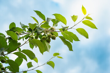 A branch with green apples and a sunbeam.