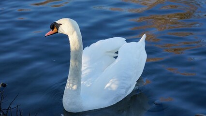 The swan is swimming on the lake