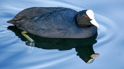 The American Coot bird of the family Rallidae