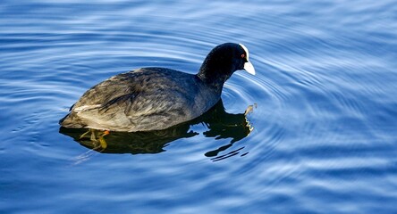 The American Coot bird of the family Rallidae