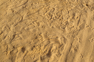 Crab and bird footprints on the sand, animal footprints