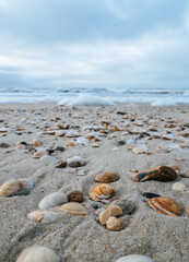 Fototapeta na wymiar Close up of sea shells at a beach on the island Sylt 