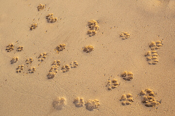 Dog footprints on sand beach in sunny day