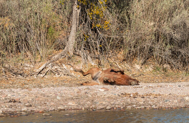 Fototapeta premium Wild Horse Along the Salt River in the Arizona Desert