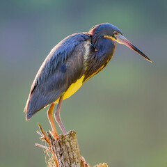 Backlit Tricolored Heron on a Stump at Harris Neck