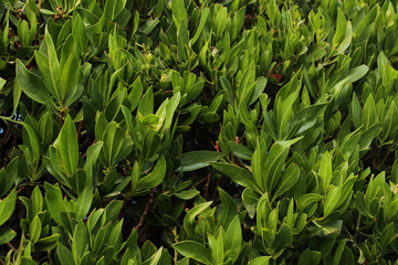 green grass in the garden