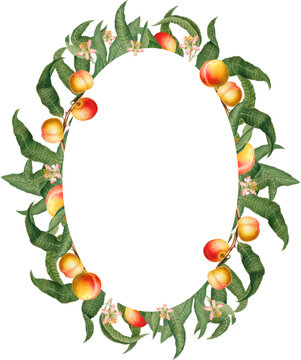 recommend clip art: Oval frame with yellow and red peach fruits, blossom and green leaves, vintage botanical illustration