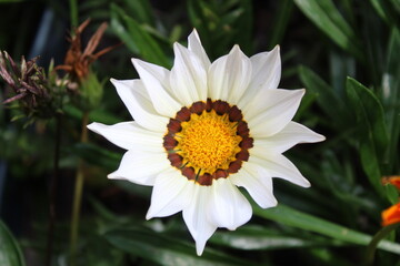 Obraz premium white lotus flower