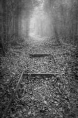 tracks in the mist