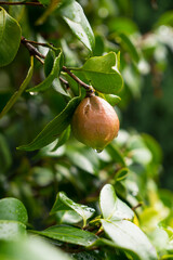 Tasty flavourful juicy healthy organic young pear on a branch of a tree with drops of rain