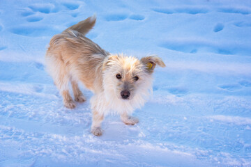 Homeless dog with a chip, a tag in his ear. Dogs in the snow.