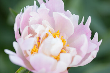 peony flower blooming pink white botanical garden