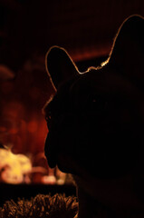 cozy evening with a faithful friend