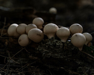 mushrooms in the woods