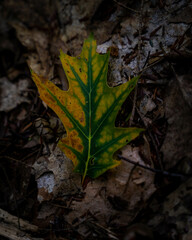 leaf in the autumn