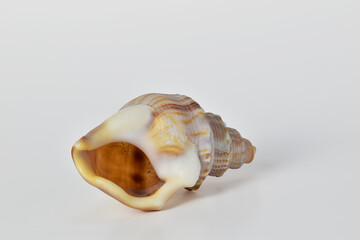 Naklejka premium Spiral sea shell on white background, copy text space