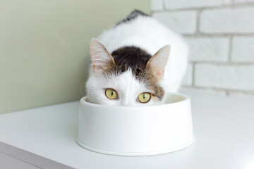Cat eats from a white bowl, funny tabby cat