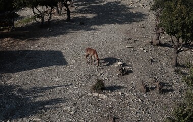 A roe deer walks on a slope in a nature reserve.