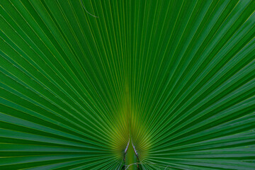Palm green striped leaf background close-up