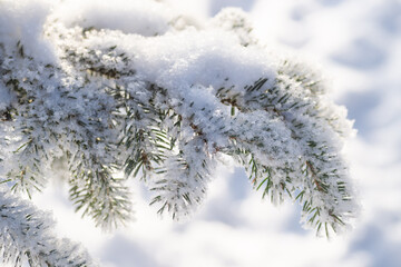 Close-up, tree branch in the snow