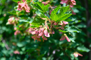 Maple tree with green leaves.