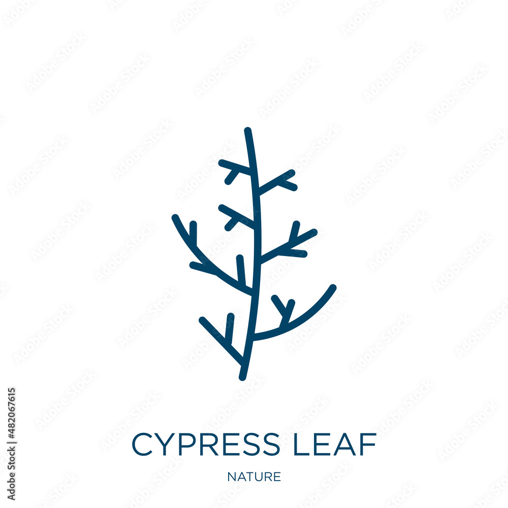 Poster cypress leaf icon from nature collection. thin linear cypress leaf, nature, cypress outline icon iso