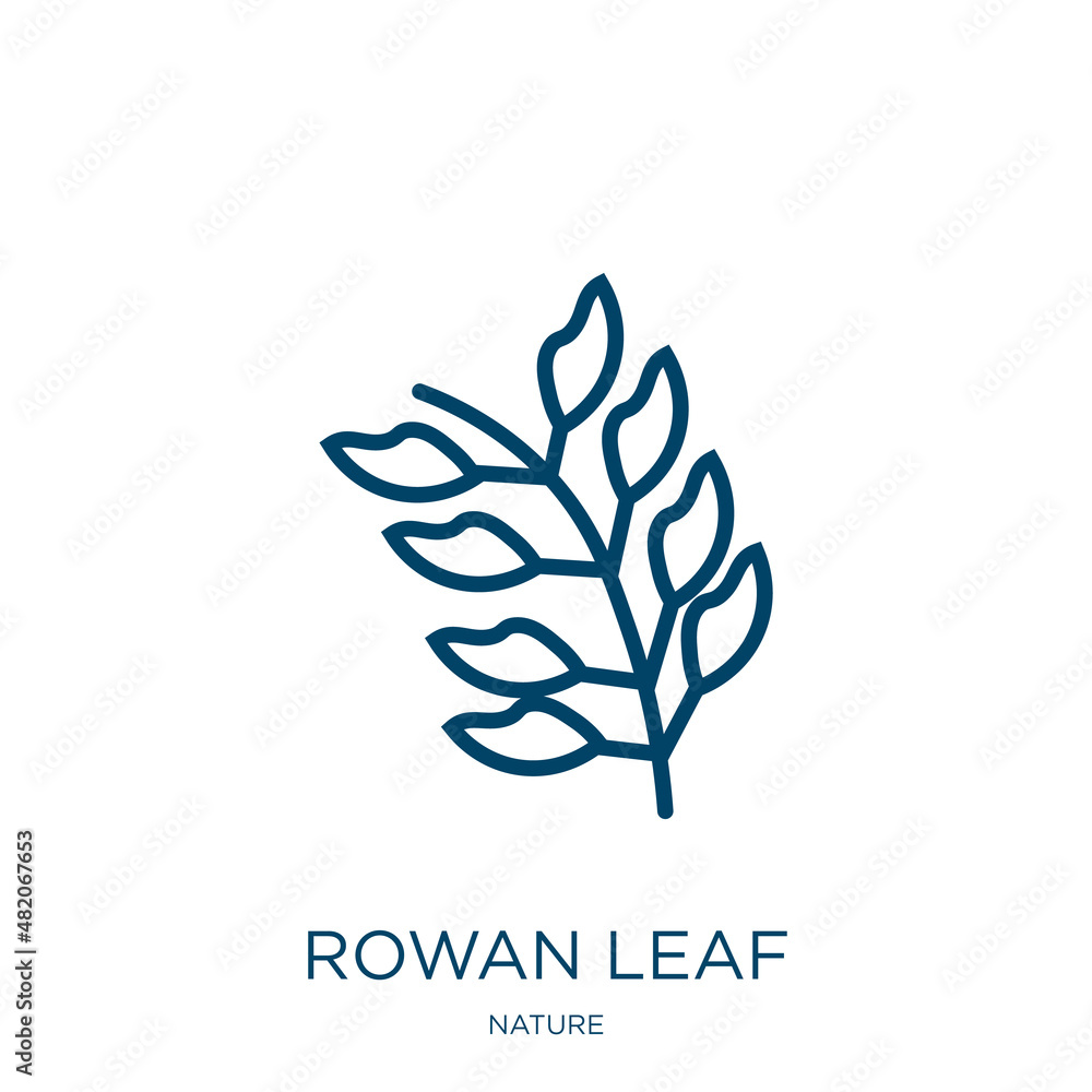 Poster rowan leaf icon from nature collection. thin linear rowan leaf, tree, oak outline icon isolated on w