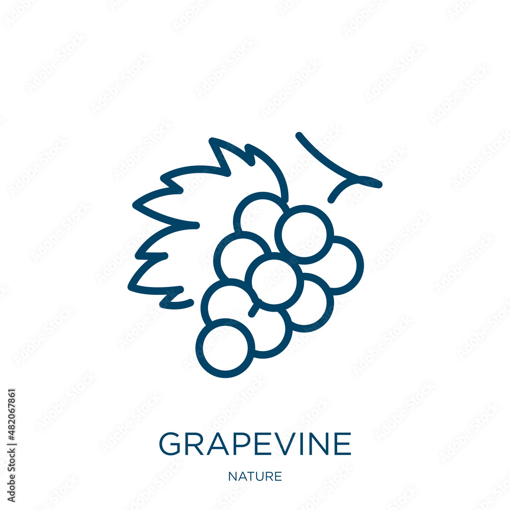 Poster grapevine icon from nature collection. thin linear grapevine, fruit, vine outline icon isolated on w