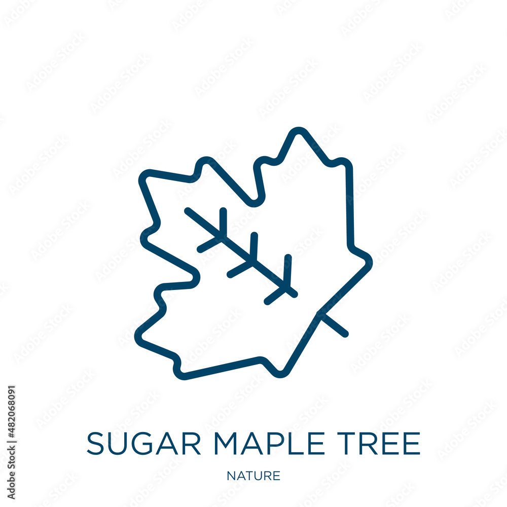 Poster sugar maple tree icon from nature collection. thin linear sugar maple tree, natural, tree outline ic