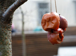apples hung on a tree in the garden to feed wild animals and birds